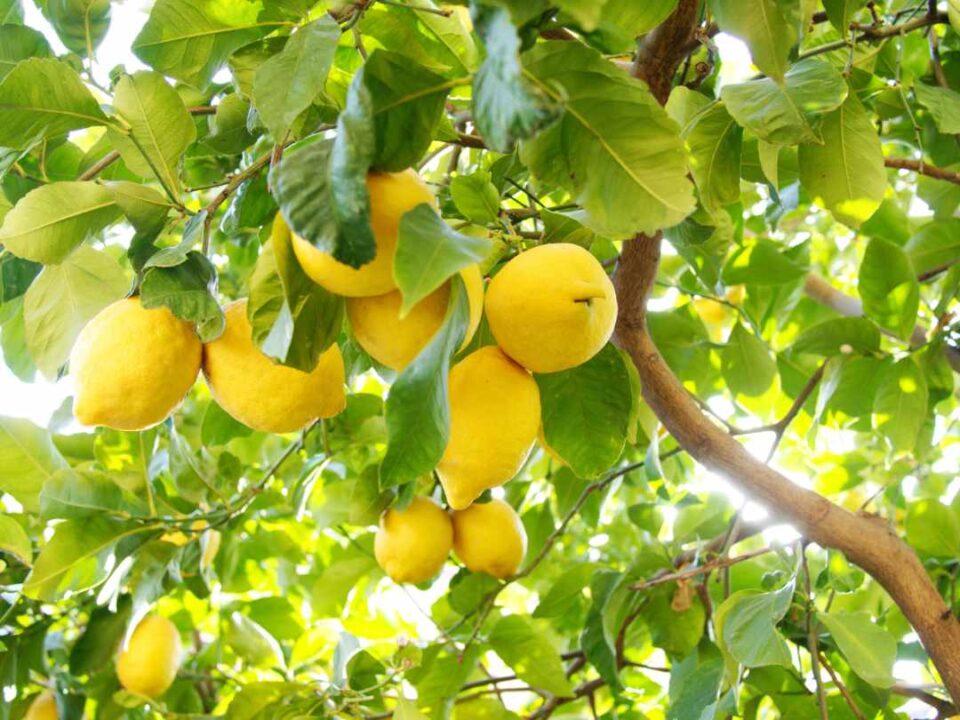 Destrio de limon